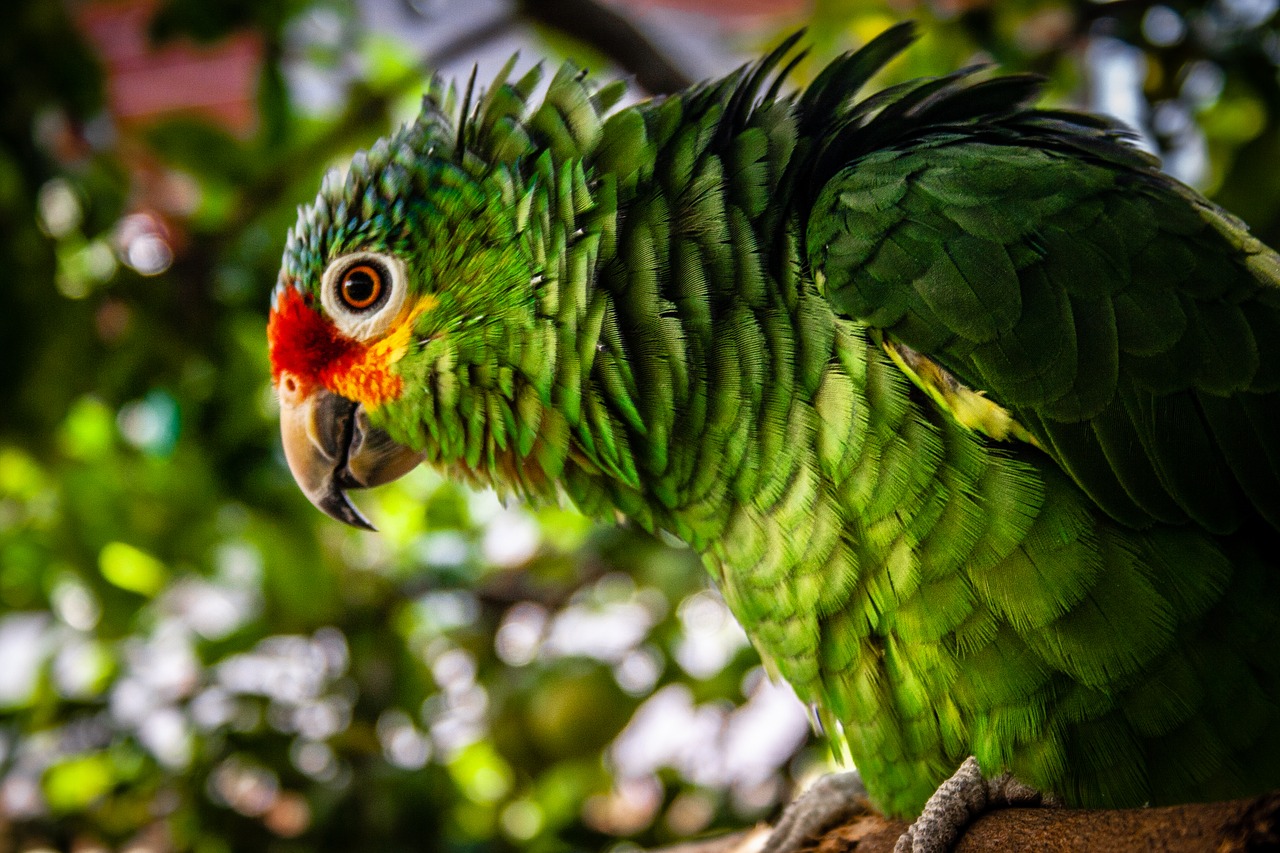 ave  parrot  exotic free photo