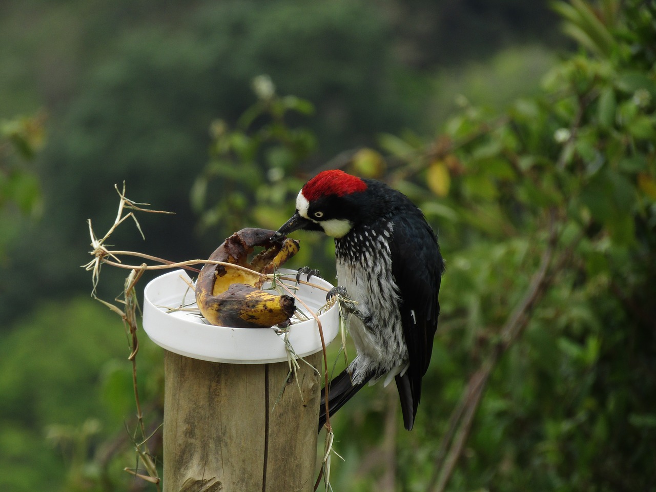 ave  carpenter  nature free photo