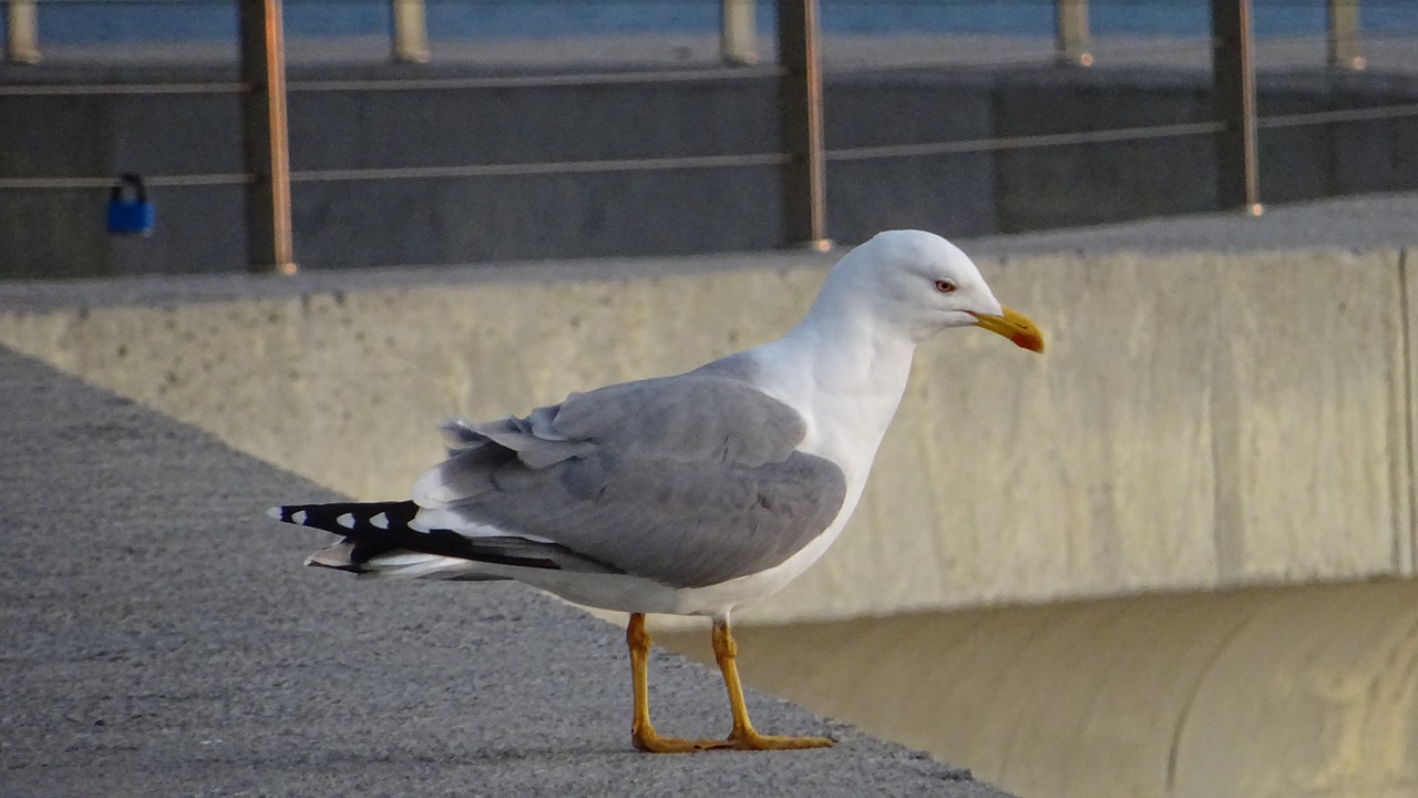 ave  seagull  observation free photo