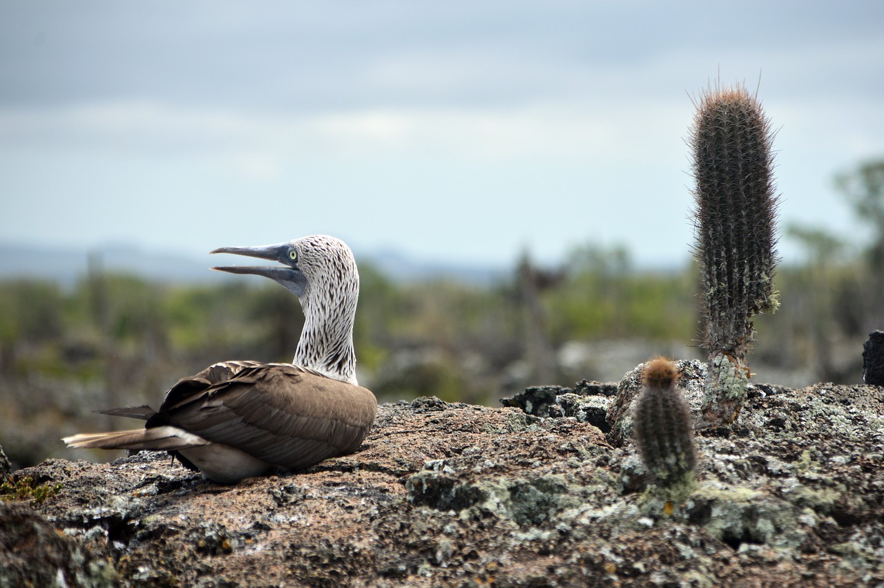 ave  galápagos  booby free photo