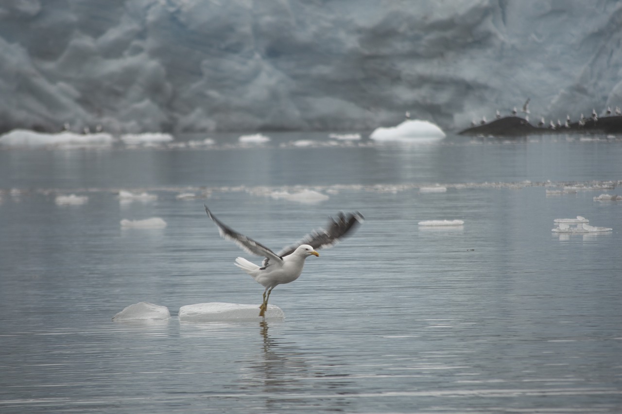 ave  flying  dancing free photo