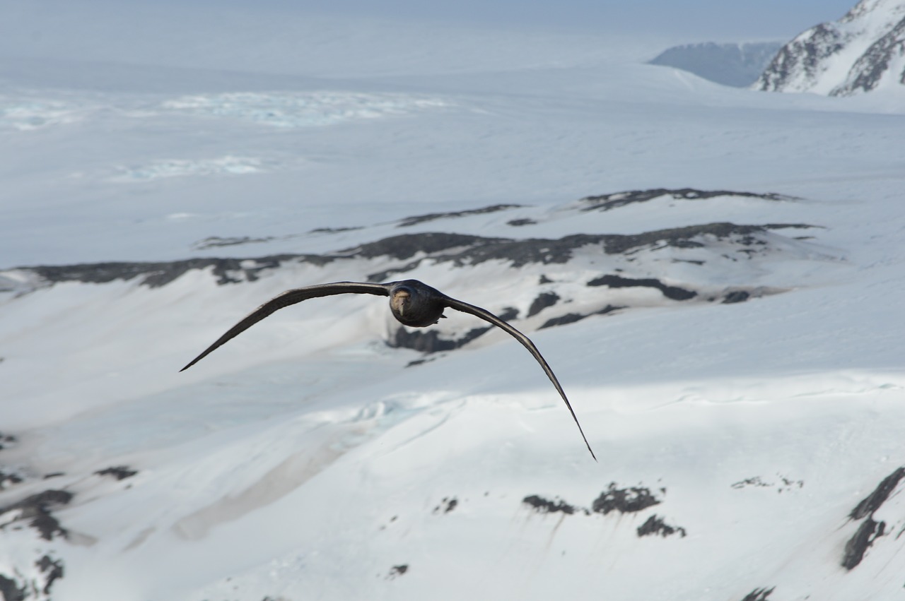 ave  flying  ice free photo