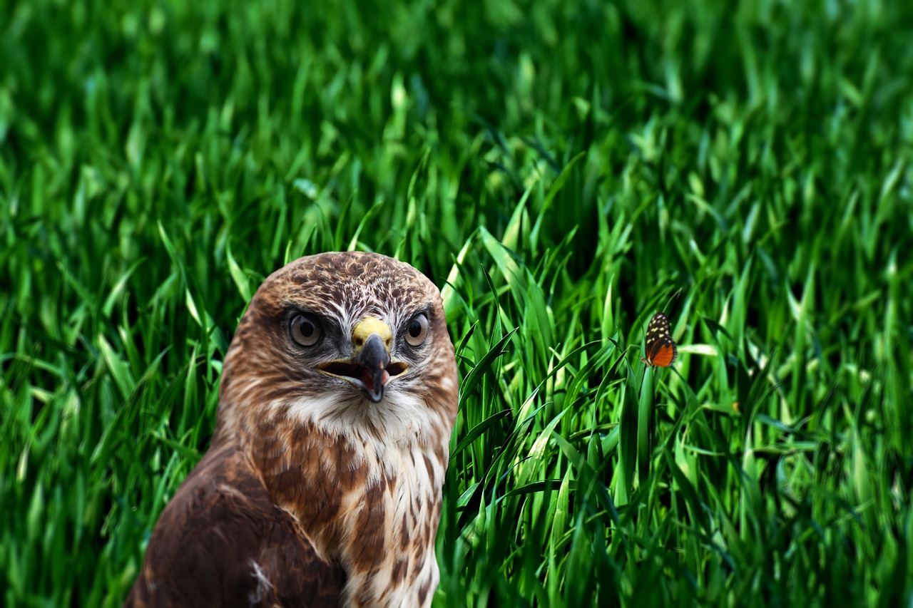 ave  bird  field free photo