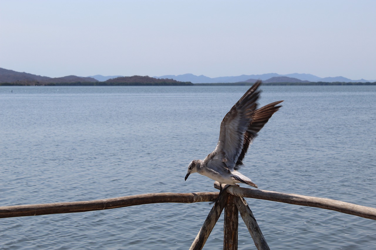 ave  seagull  flight free photo