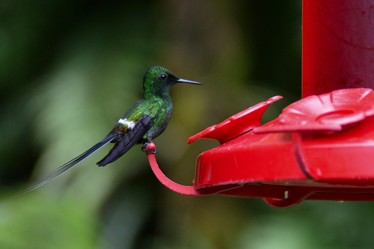 ave  hummingbird  nature free photo