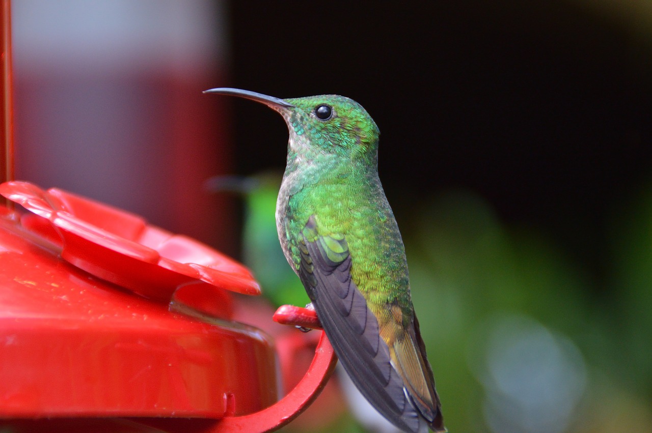 ave  nature  hummingbird free photo