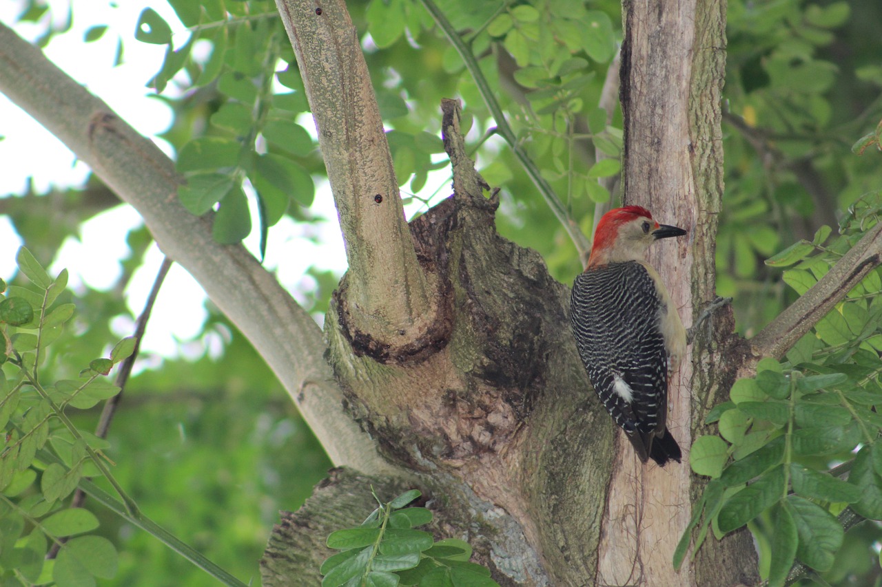 ave  bird  carpenter free photo