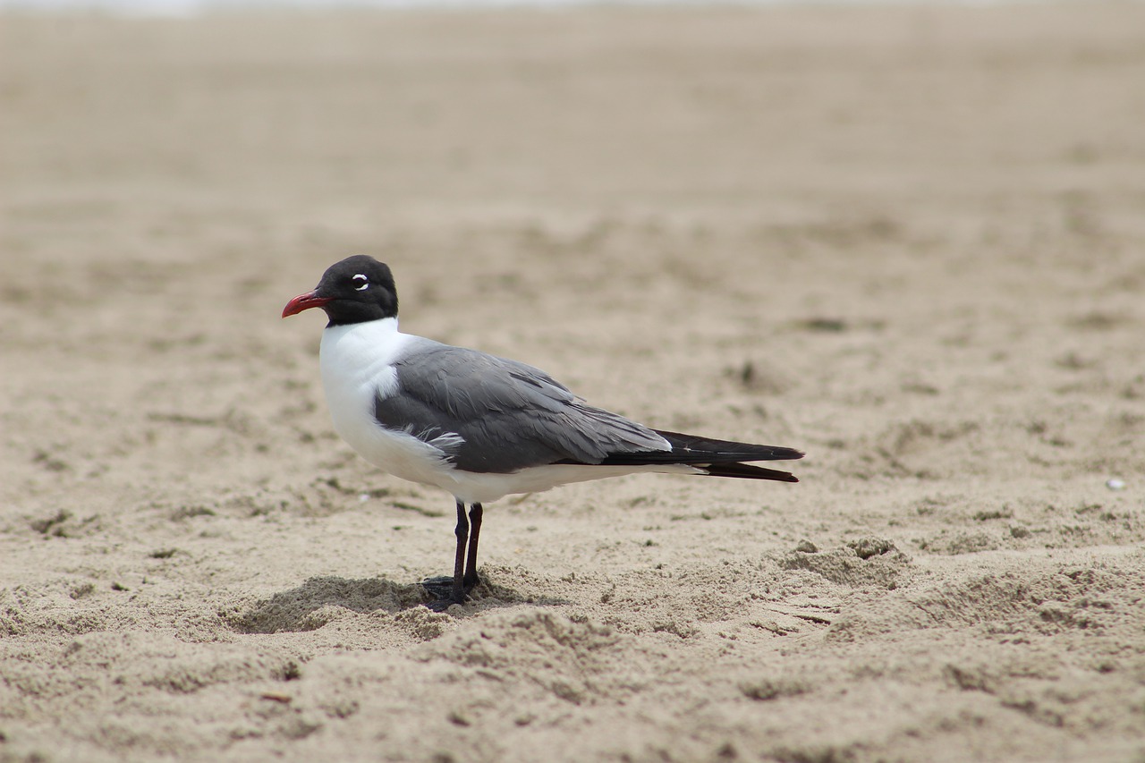 ave  sand  beach free photo