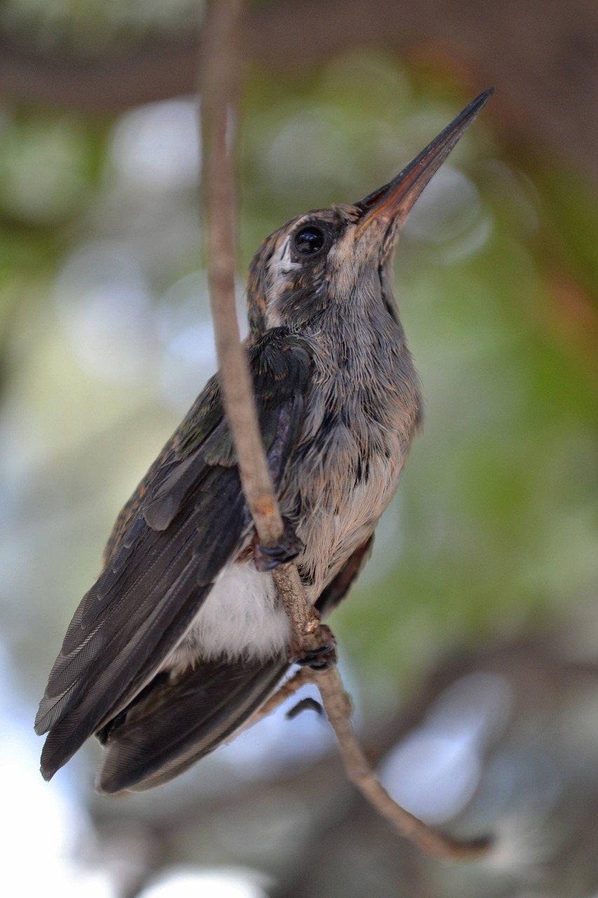 ave  hummingbird  animals free photo