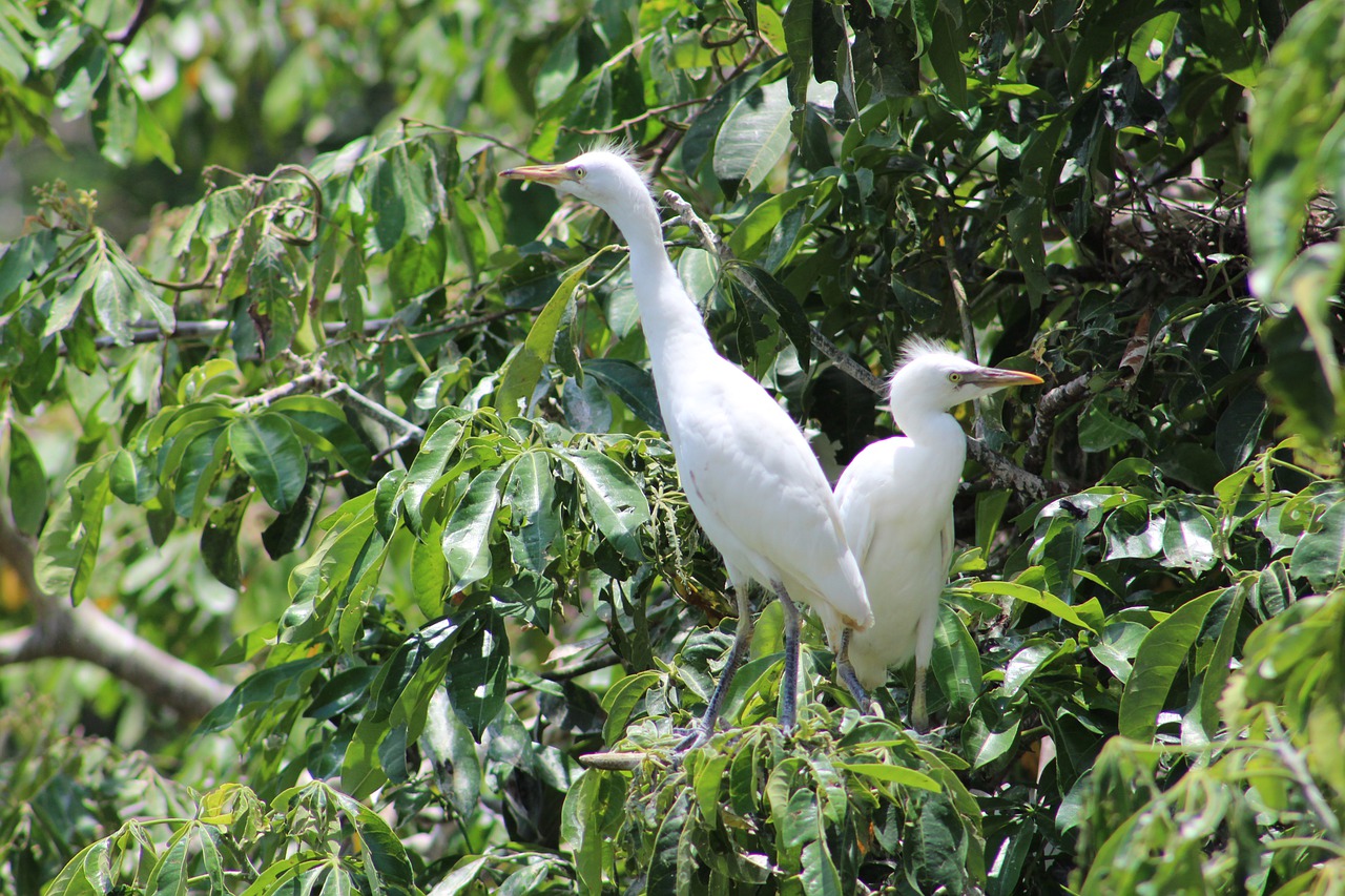 ave  herons  animals free photo