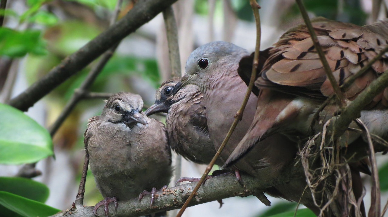 ave turtledove rest free photo