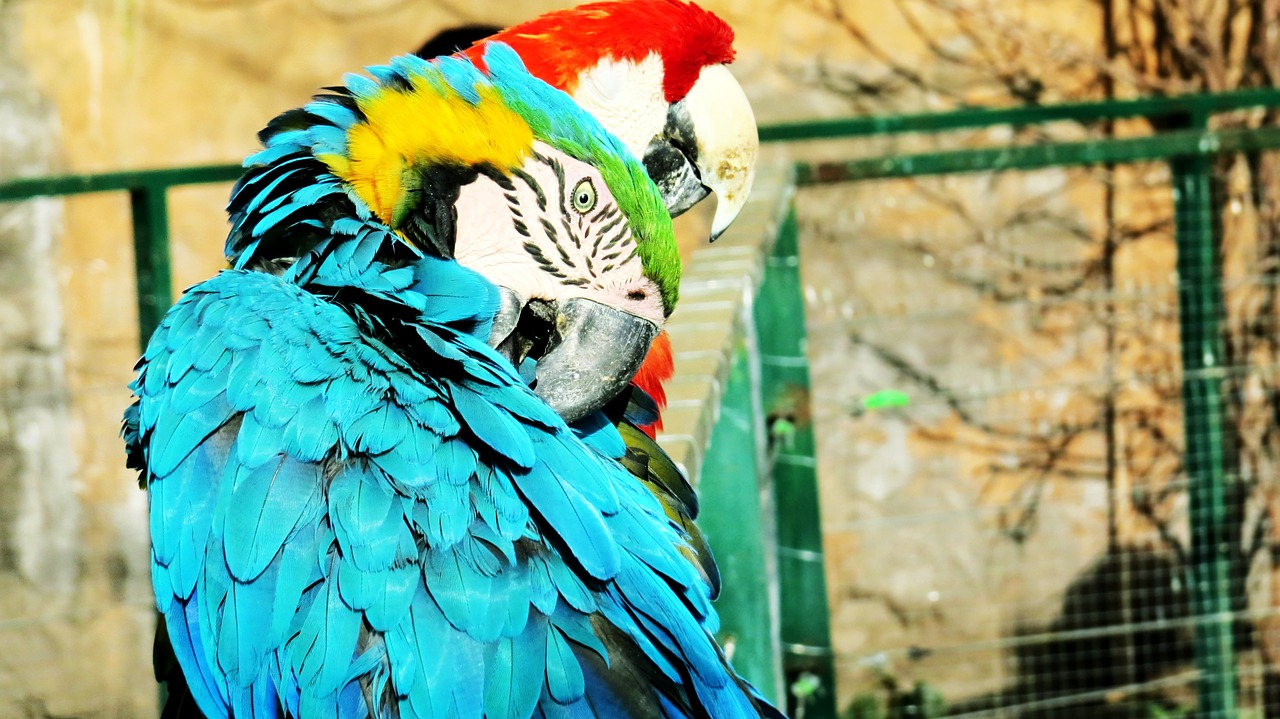 ave macaw parrot free photo