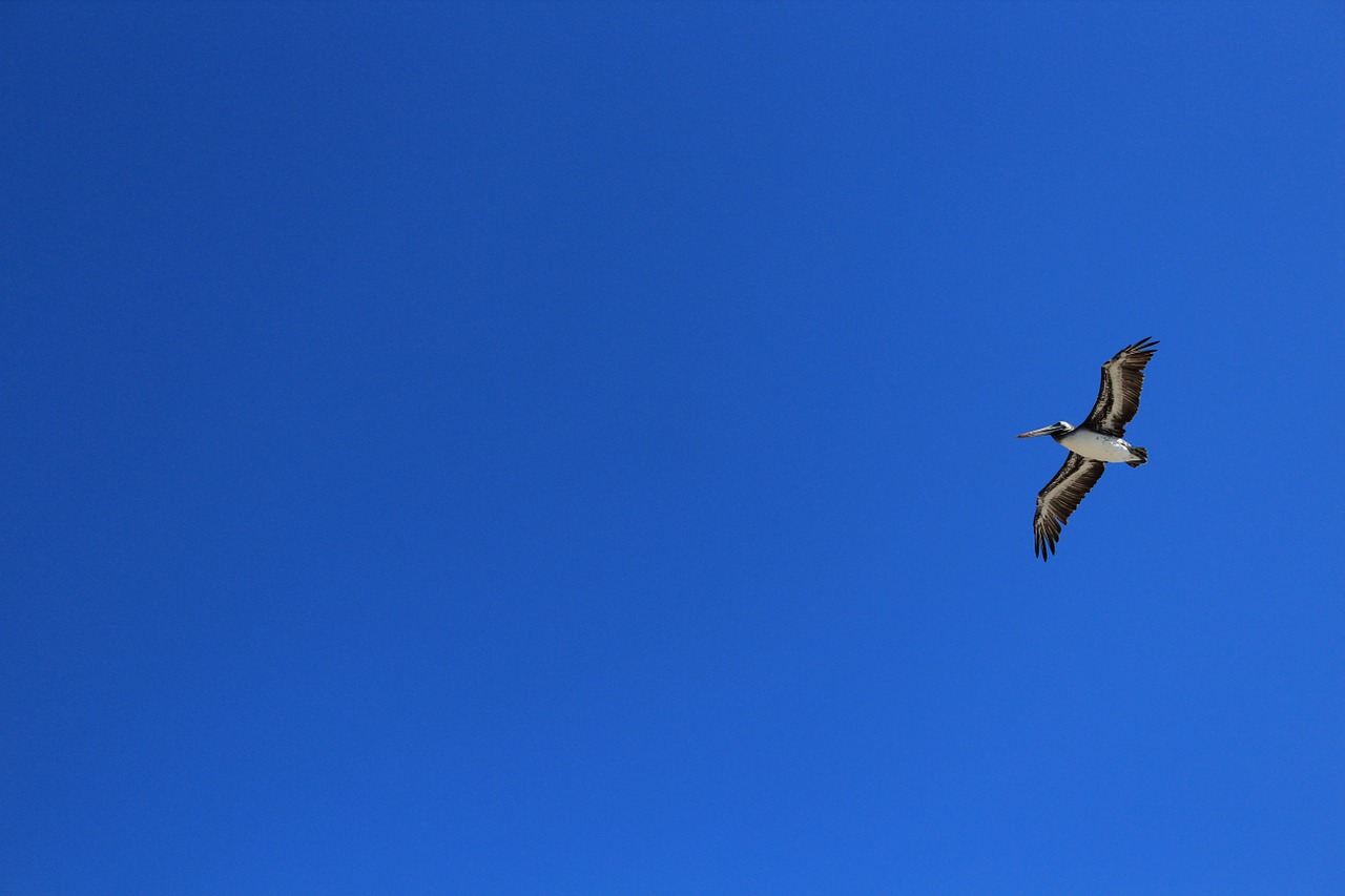 ave sky pelican free photo