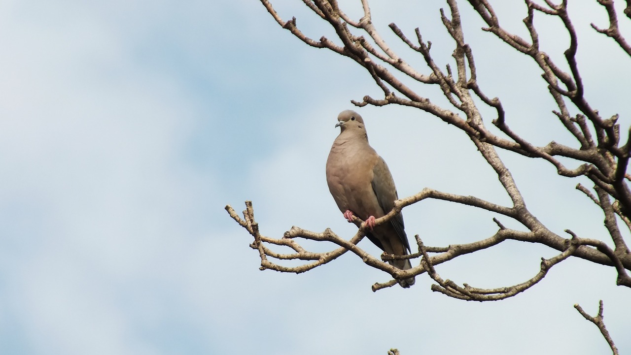 ave tree bird free photo