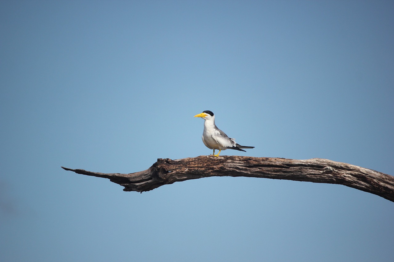 ave blue sky bird free photo