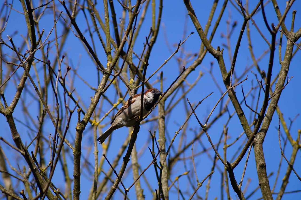 sparrow autumn ave free photo