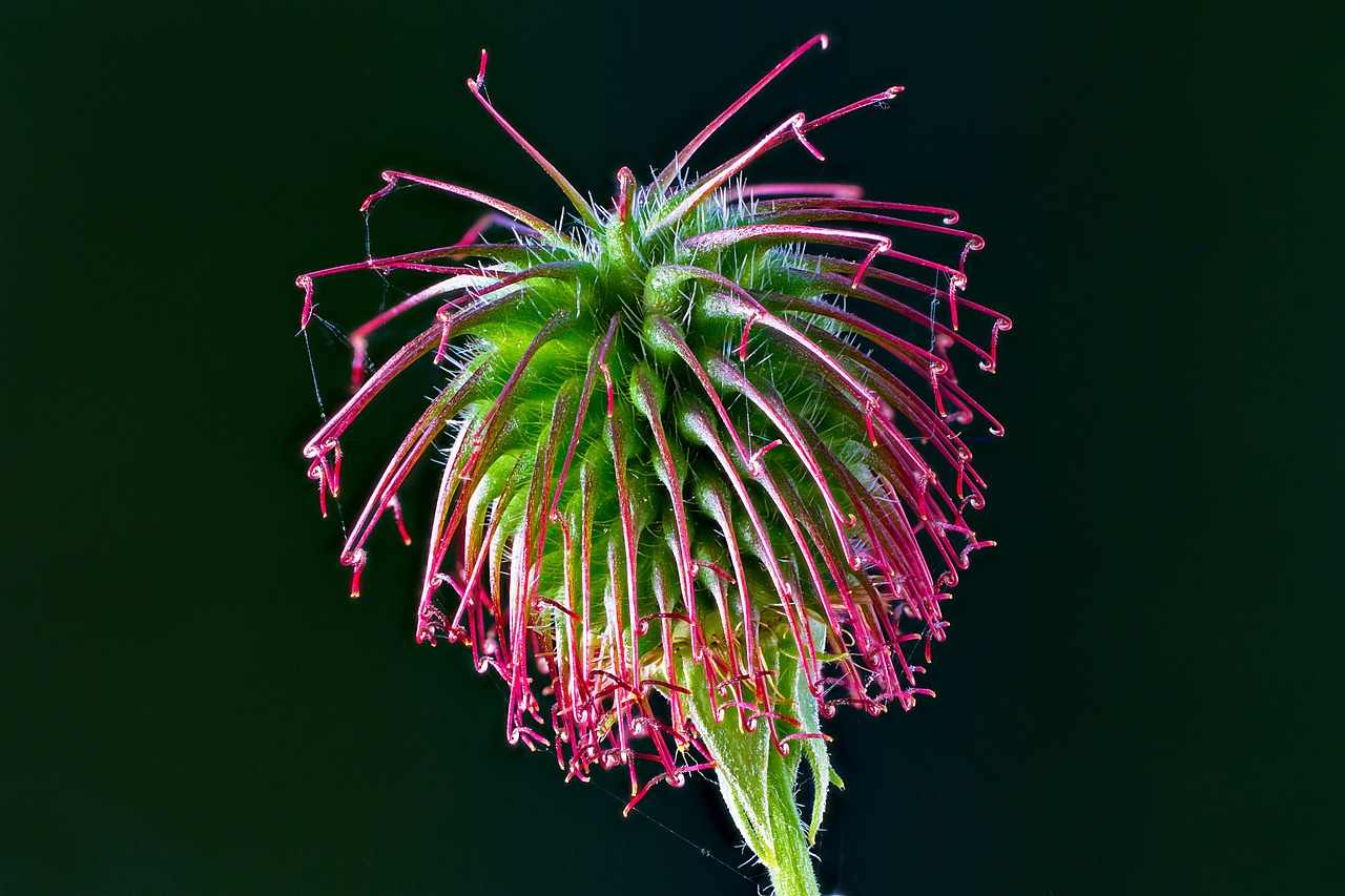 avens  seeds was  barb free photo