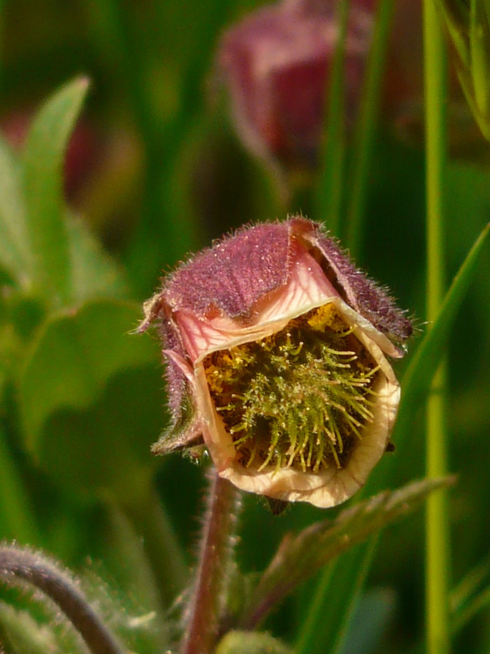 avens pointed flower blossom free photo