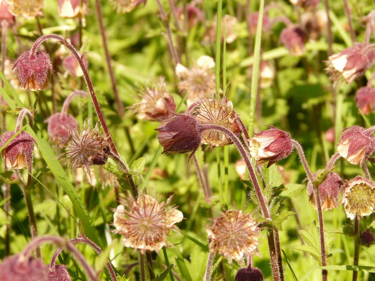 avens pointed flower blossom free photo