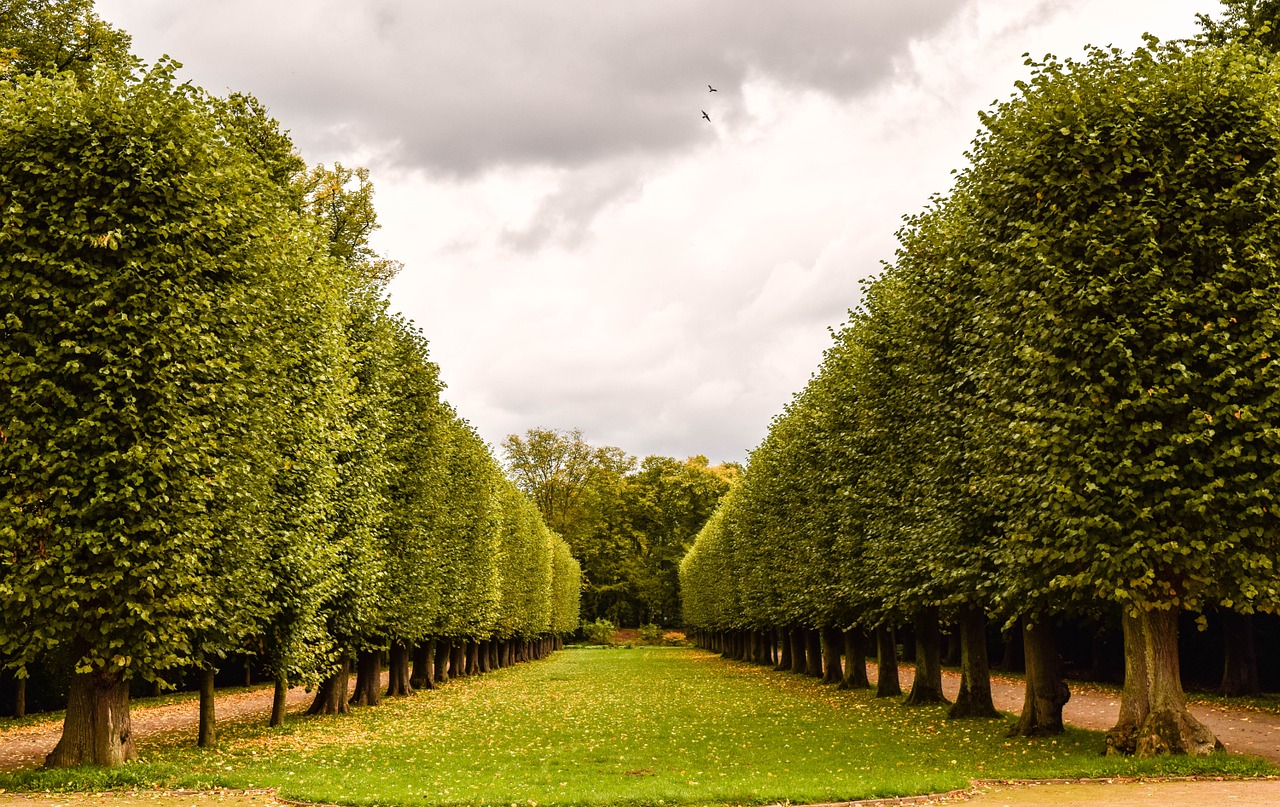 avenue tree park free photo