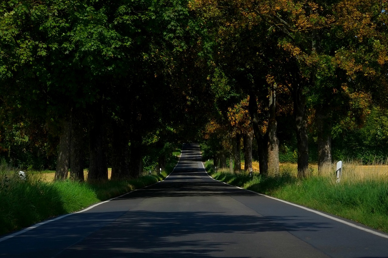 avenue road trees free photo