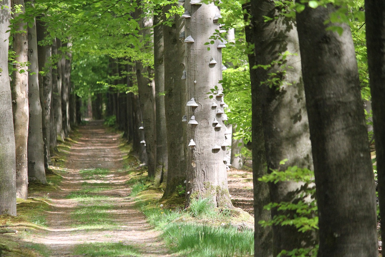 avenue tondelboom forest free photo