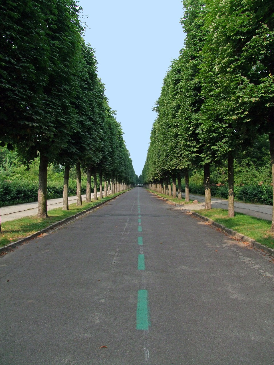 avenue tree lined avenue road free photo