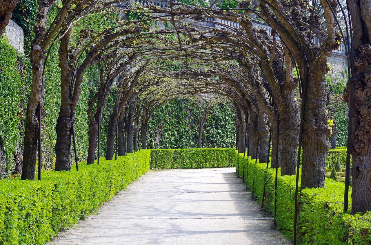 avenue garden trees free photo