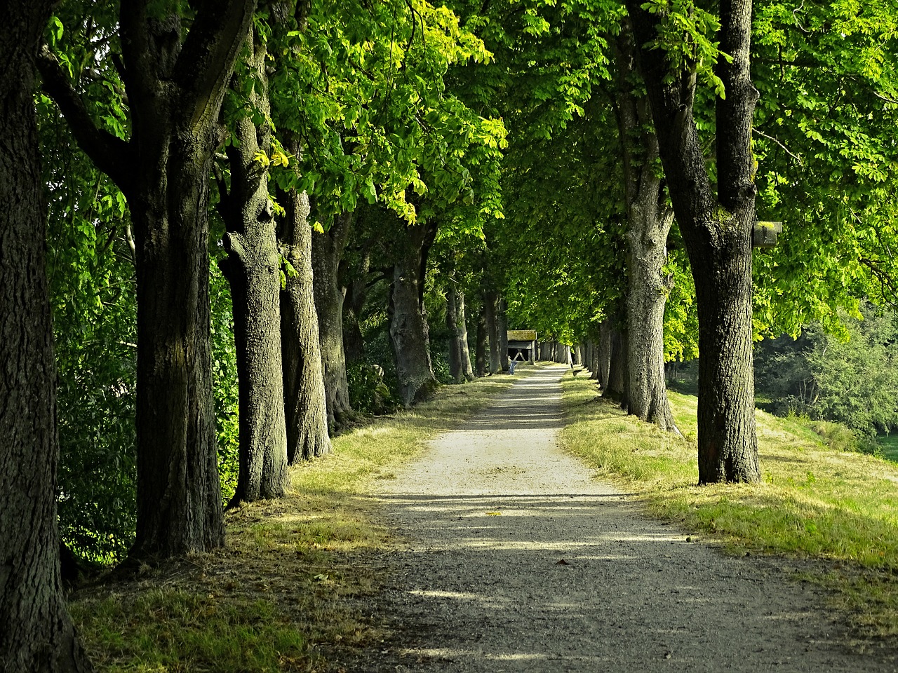 avenue chestnut avenue trees free photo