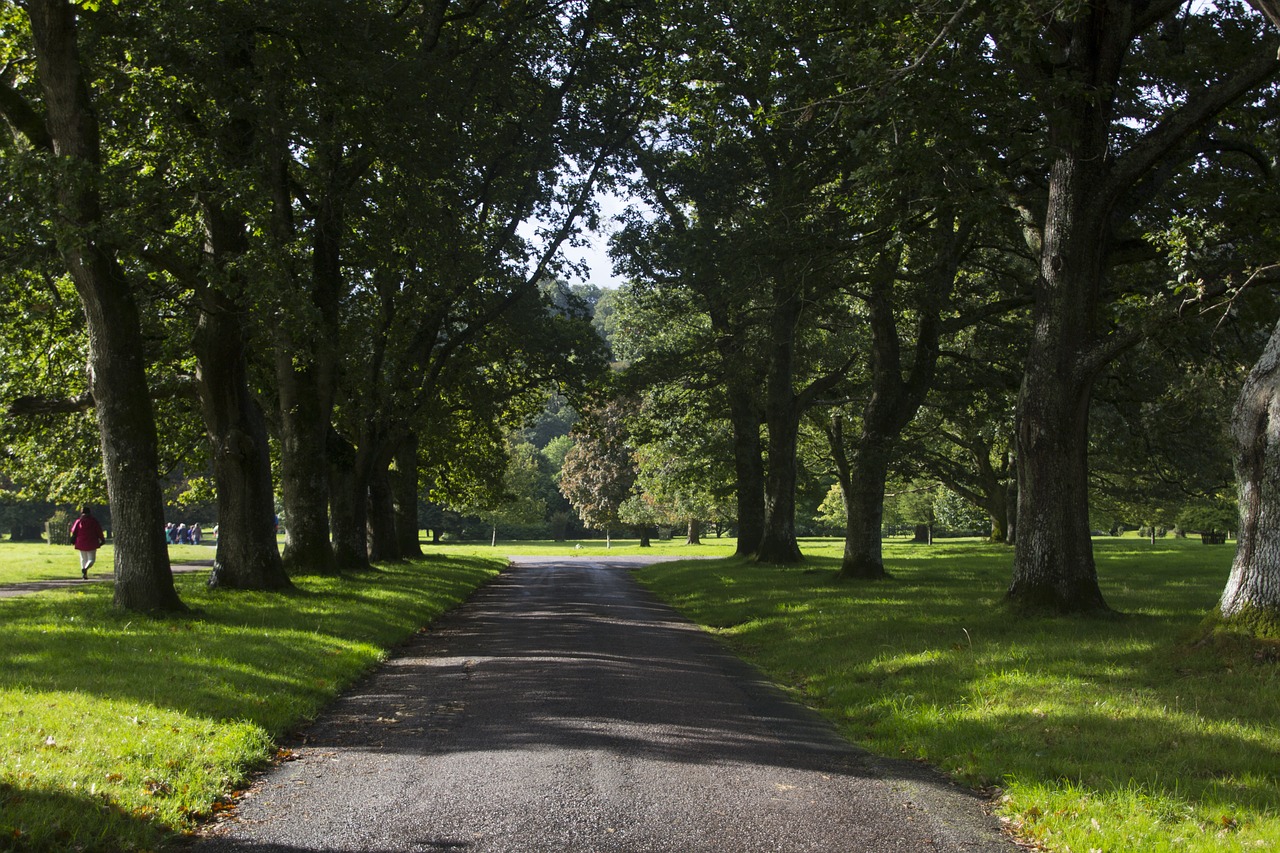 avenue trees road free photo