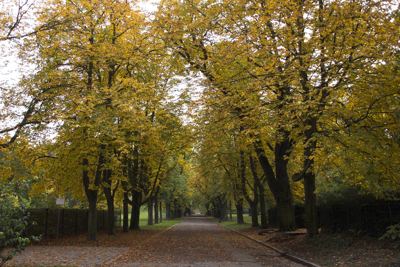 avenue trees autumn free photo