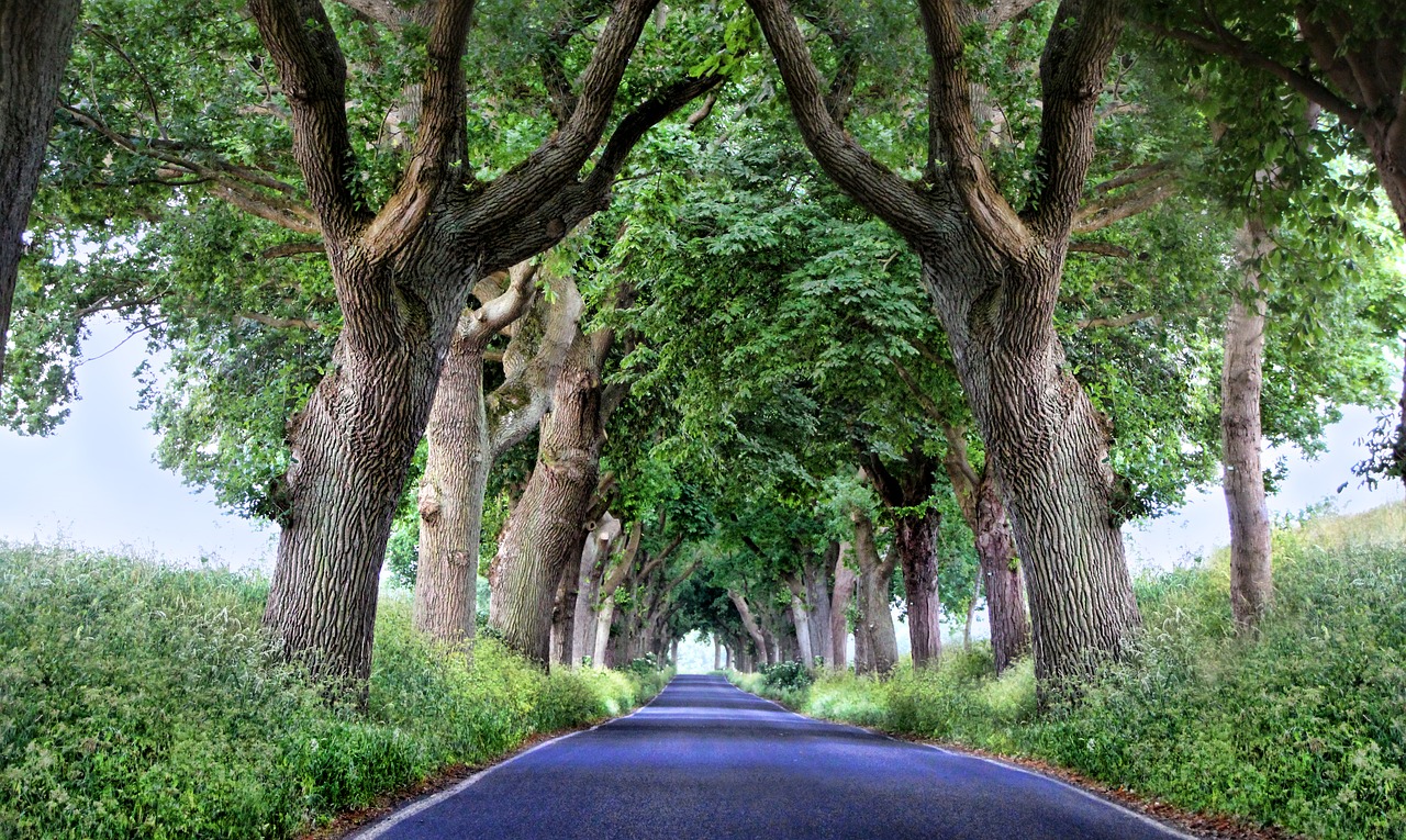 avenue  rügen  trees free photo