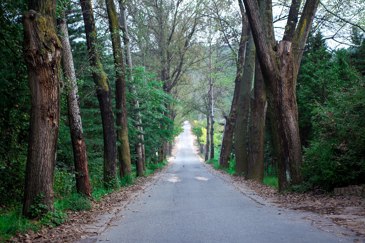 avenue  gil  landscape free photo