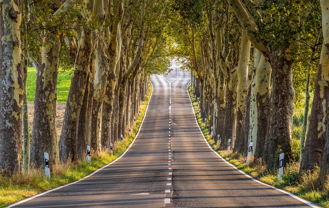 avenue  road  trees free photo