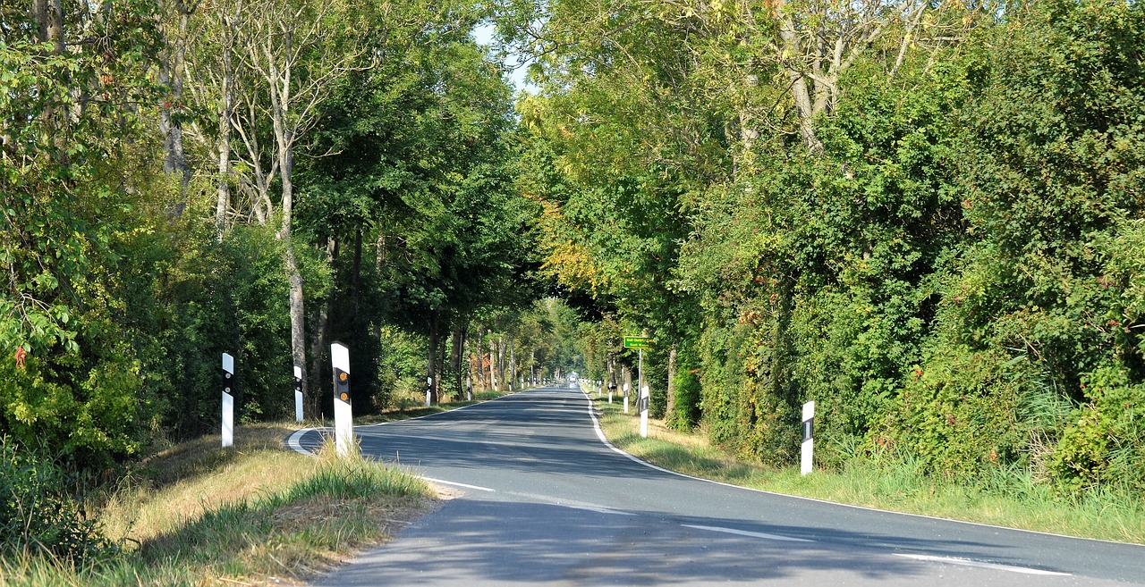 avenue  trees  nature free photo