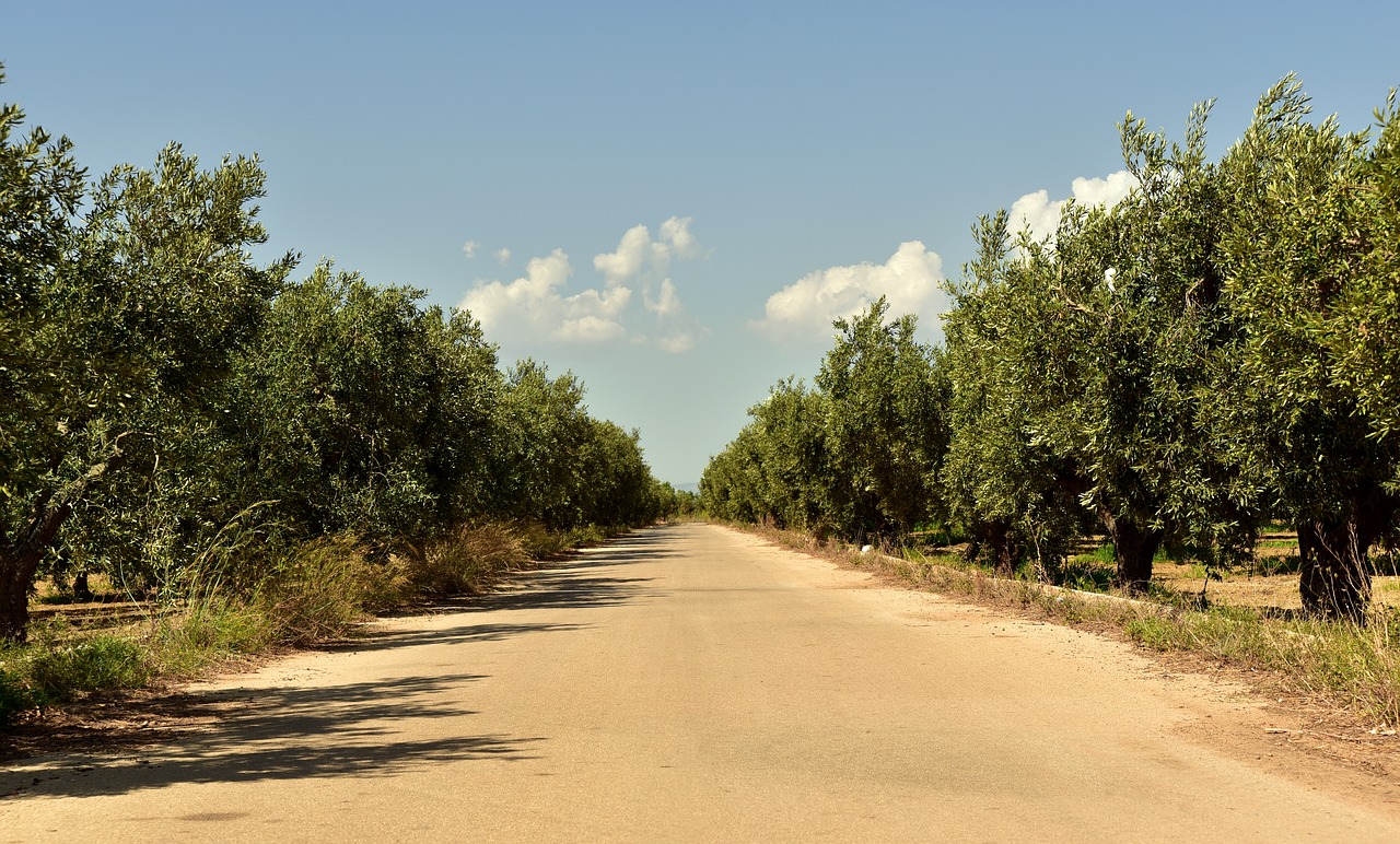 avenue  trees  olive trees free photo