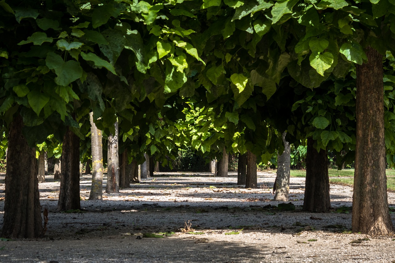 avenue  trees  away free photo