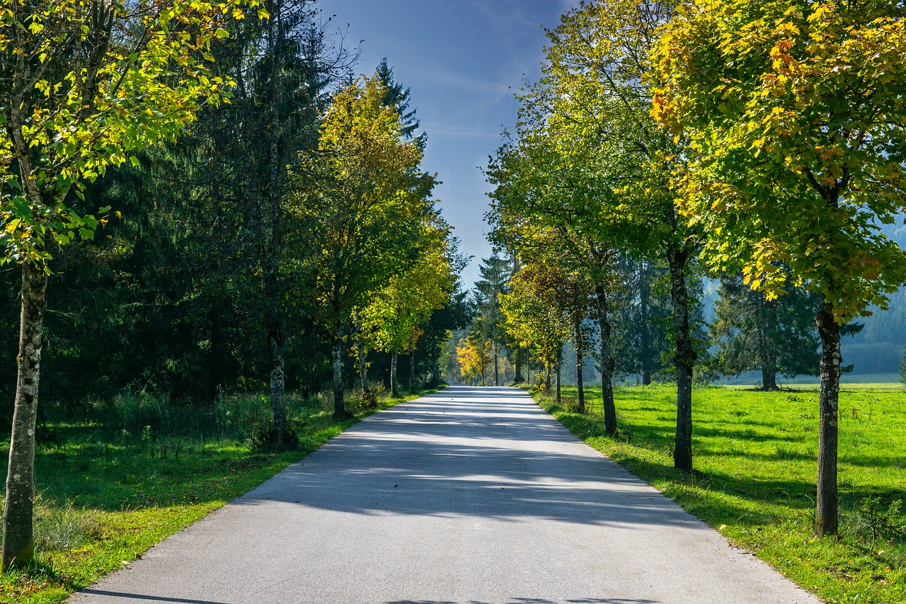 avenue  trees  away free photo