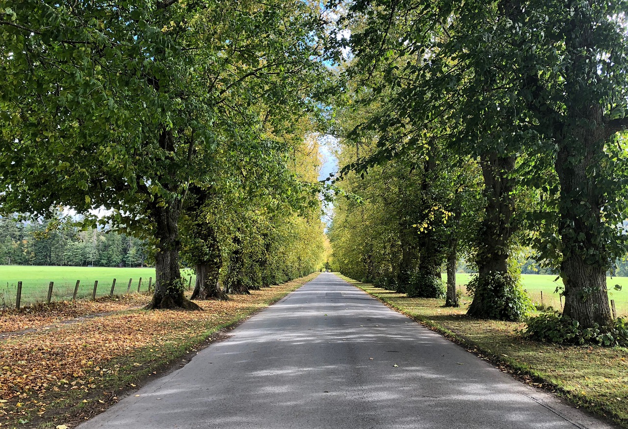 avenue  trees  away free photo