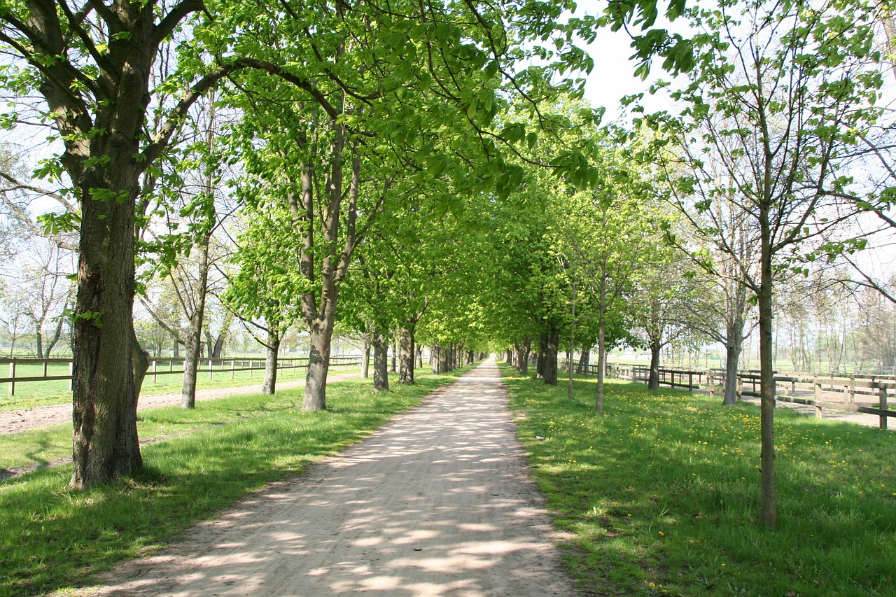 avenue away trees free photo