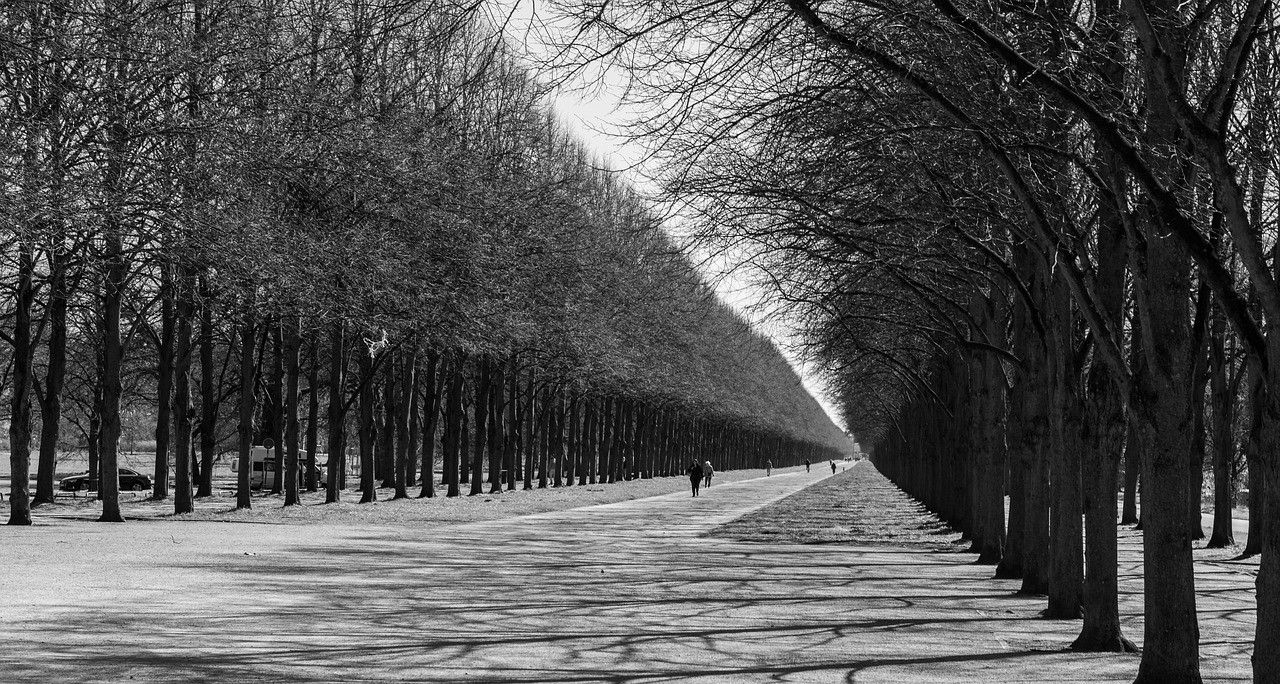 avenue  trees  path free photo