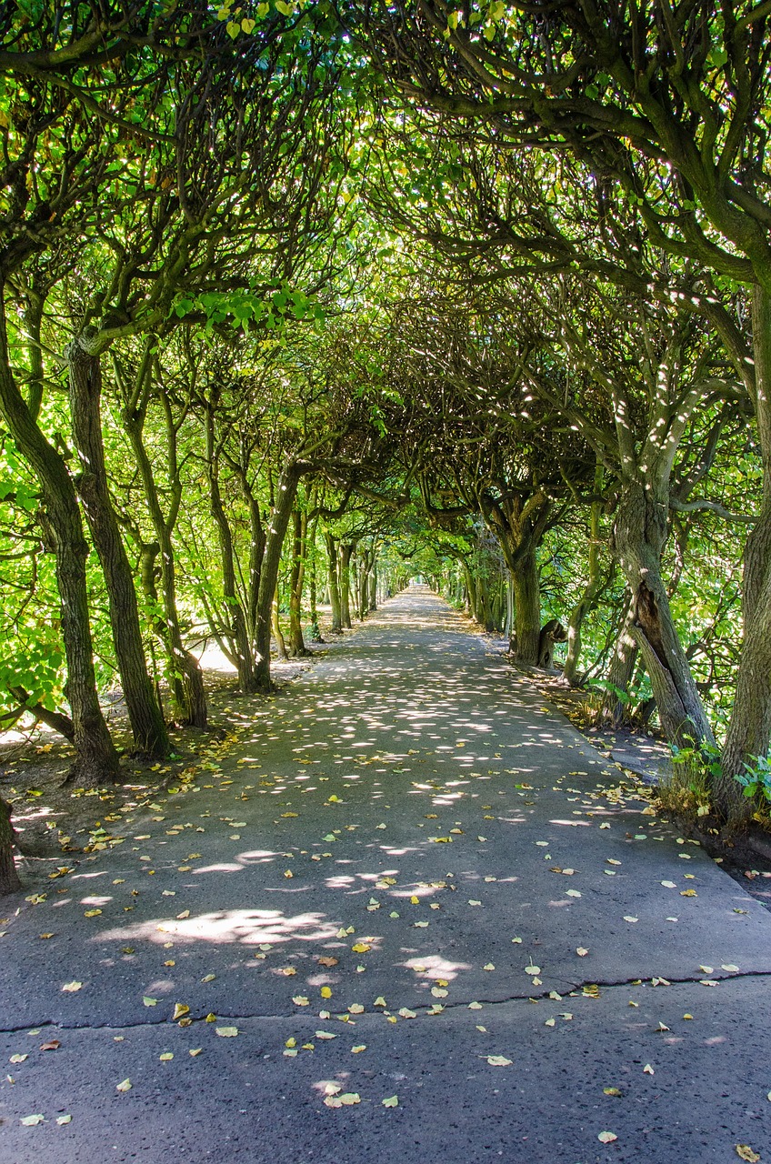 avenue  alley  trees free photo