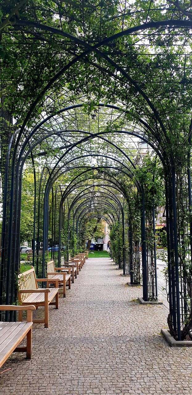 avenue  trees  benches free photo