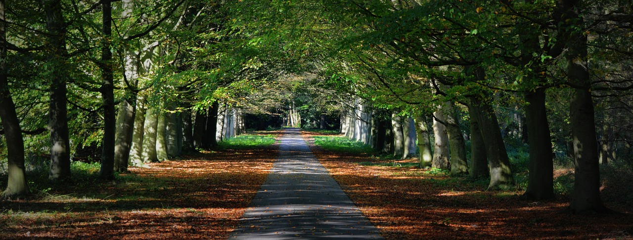 avenue way forest free photo