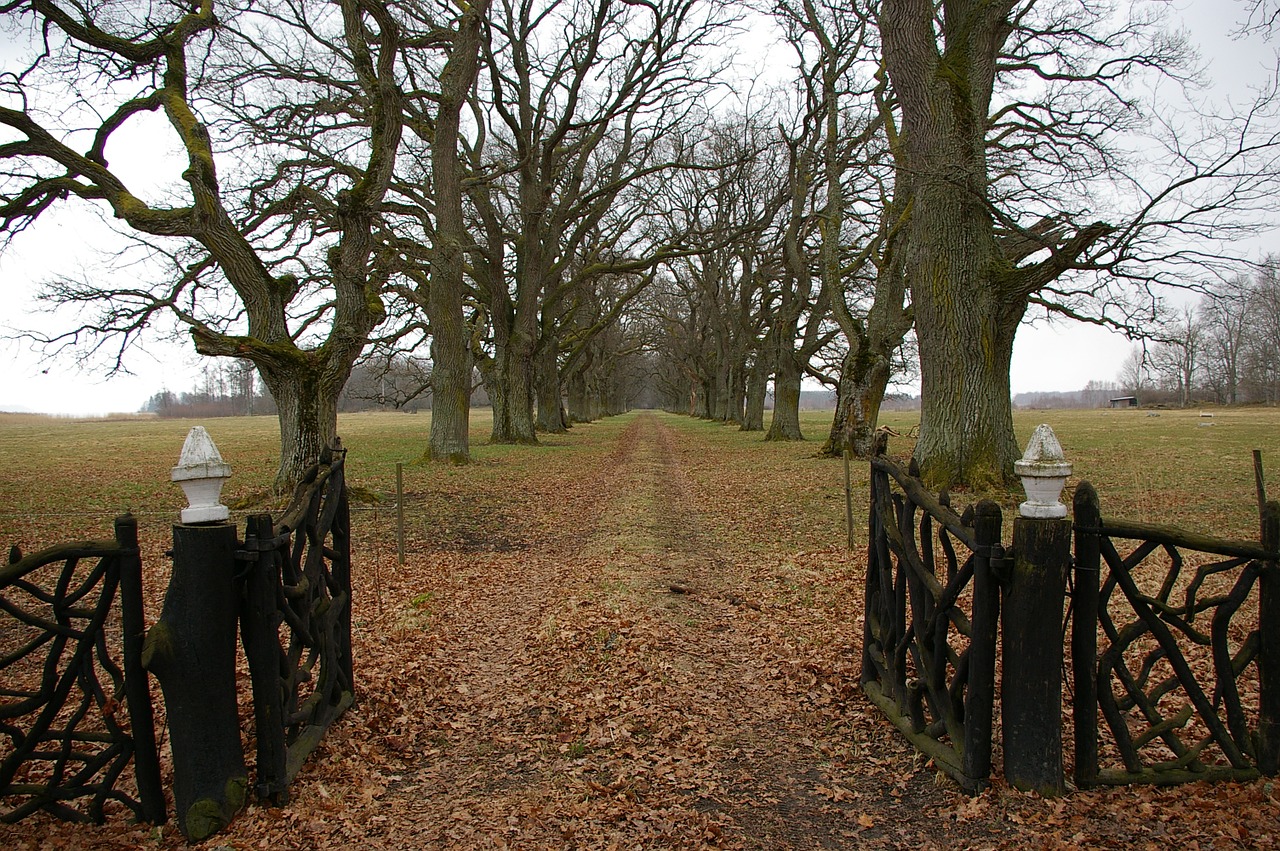 avenue gates oak trees free photo