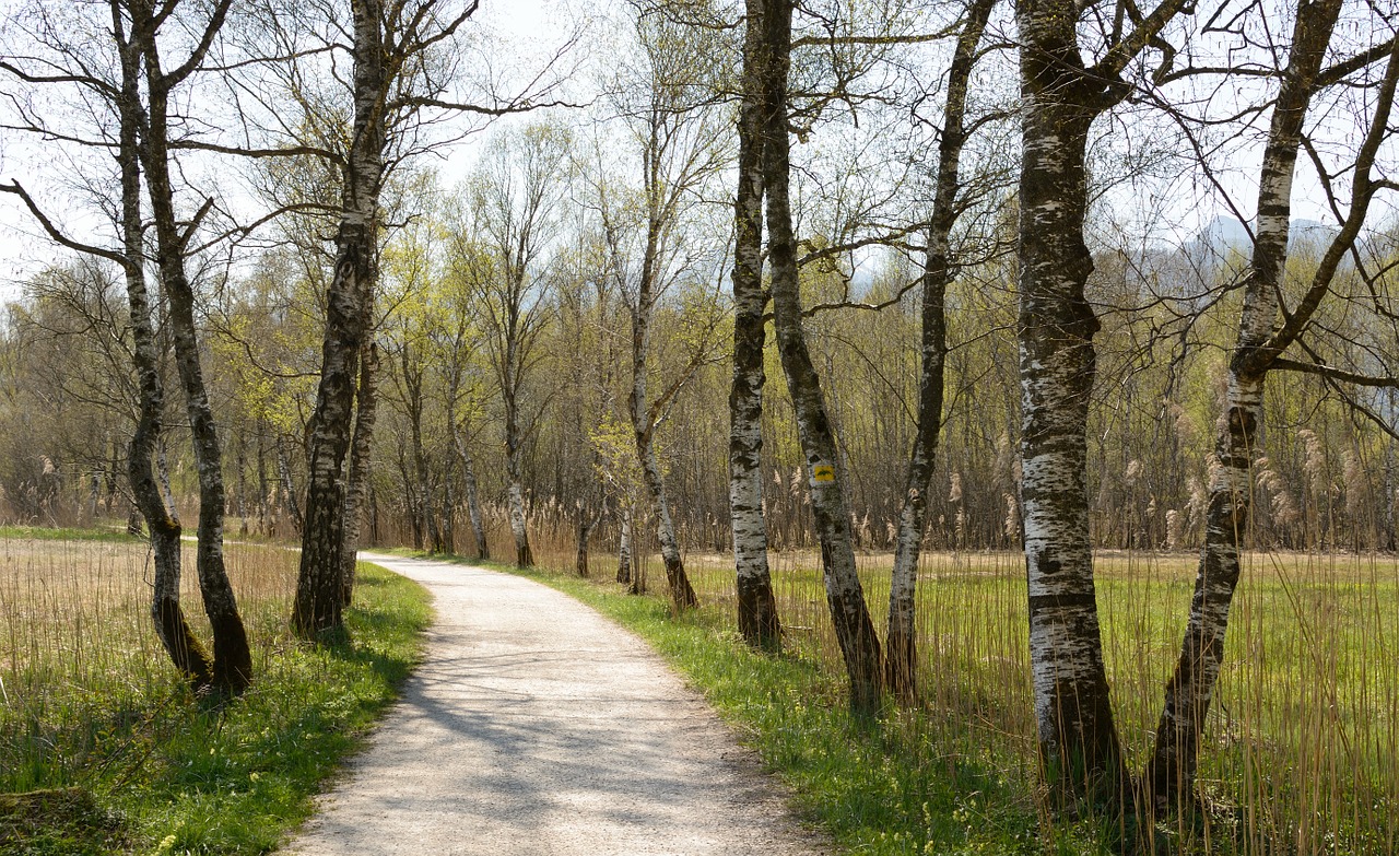 avenue birch away free photo