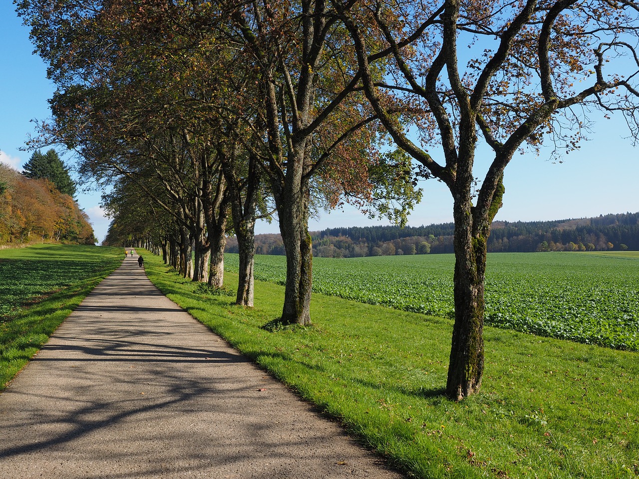 avenue trees away free photo