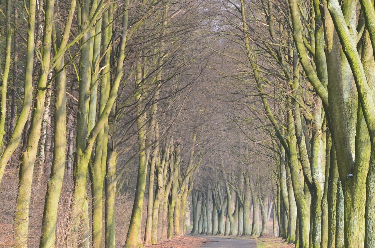 avenue tree lined avenue forest path free photo