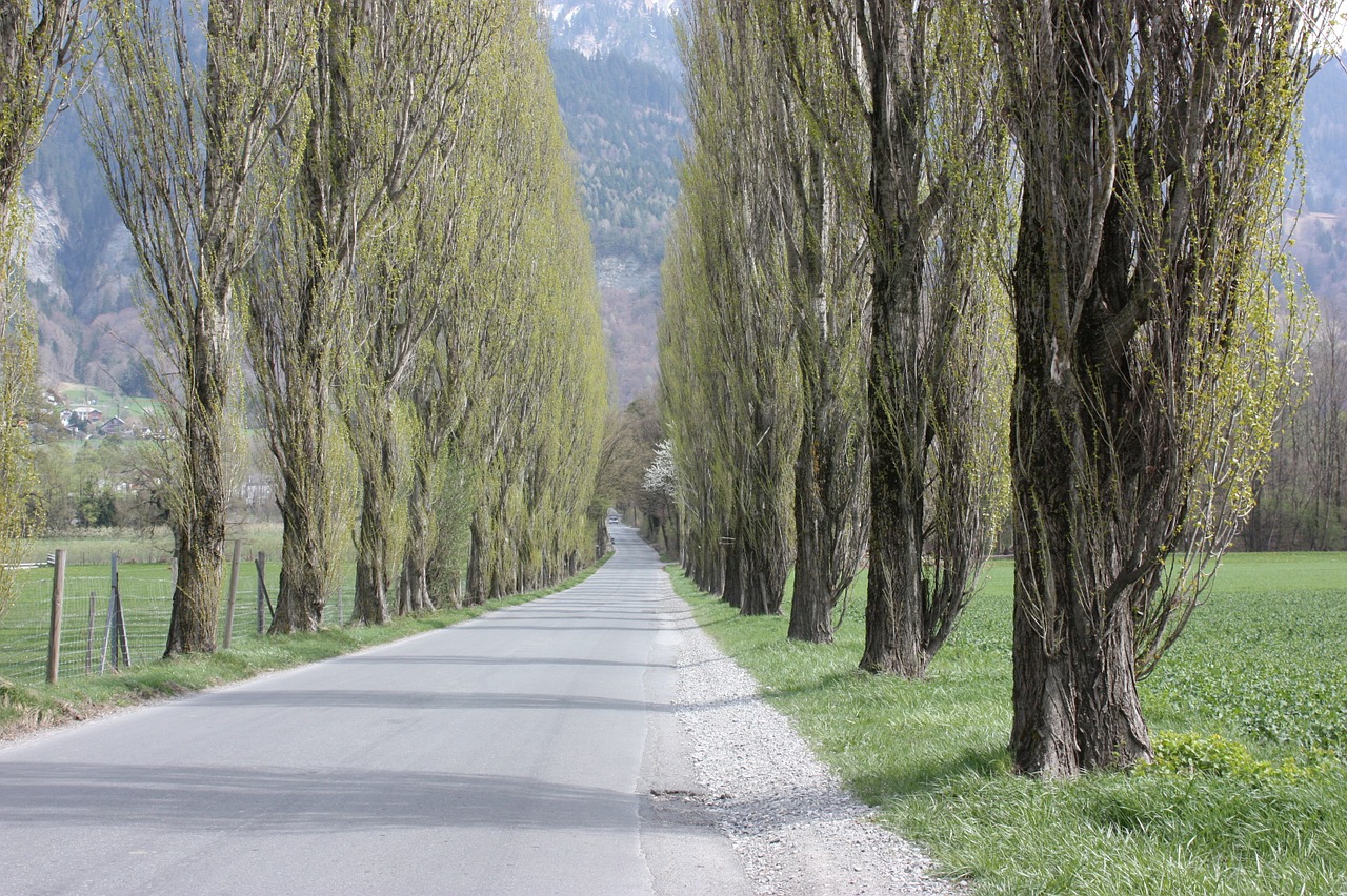 avenue trees away free photo