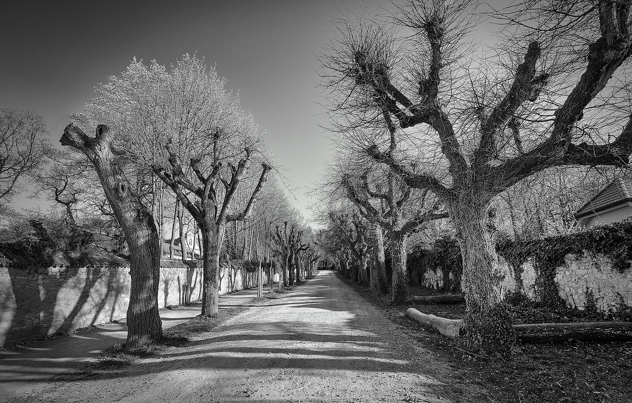 avenue black and white autumn free photo